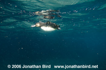 Galapagos Penguin [Spheniscus mendiculus]