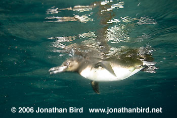 Galapagos Penguin [Spheniscus mendiculus]