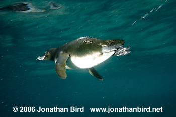 Galapagos Penguin [Spheniscus mendiculus]