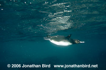 Galapagos Penguin [Spheniscus mendiculus]
