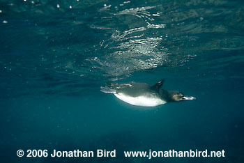 Galapagos Penguin [Spheniscus mendiculus]