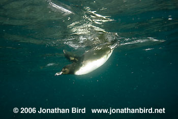 Galapagos Penguin [Spheniscus mendiculus]