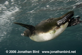 Galapagos Penguin [Spheniscus mendiculus]