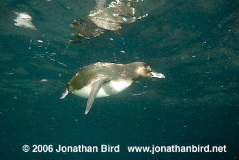 Galapagos Penguin [Spheniscus mendiculus]