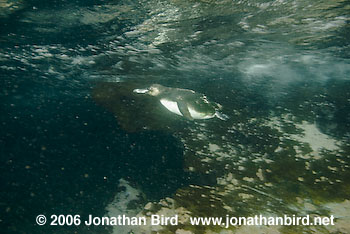 Galapagos Penguin [Spheniscus mendiculus]