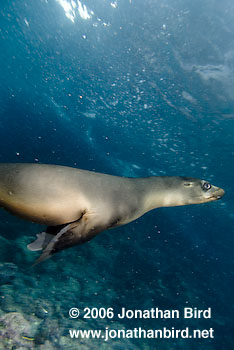 Galapagos Sea lion [zalophus californianus wollebaeki]