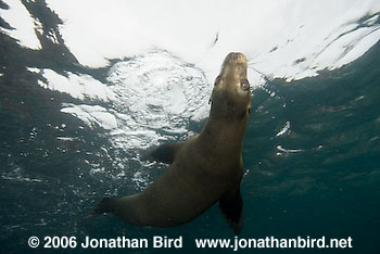 Galapagos Sea lion [zalophus californianus wollebaeki]