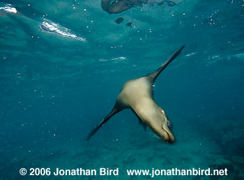 Galapagos Sea lion [zalophus californianus wollebaeki]