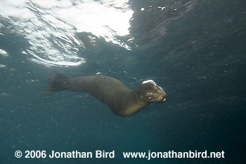 Galapagos Sea lion [zalophus californianus wollebaeki]