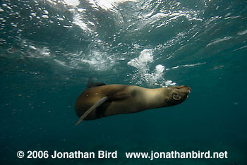 Galapagos Sea lion [zalophus californianus wollebaeki]