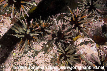Pencil Sea urchin [--]