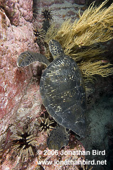 Black Sea turtle [Chelonia agassizi]