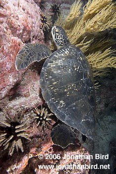 Black Sea turtle [Chelonia agassizi]