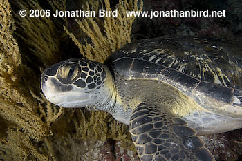 Black Sea turtle [Chelonia agassizi]