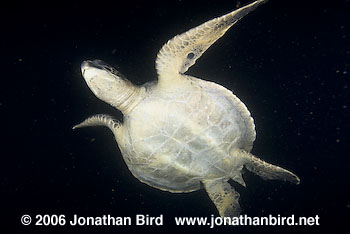 Black Sea turtle [Chelonia agassizi]