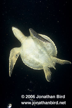 Black Sea turtle [Chelonia agassizi]