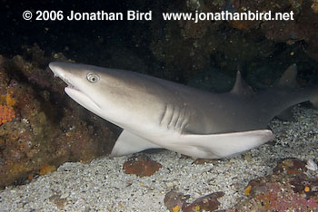 White Tip Reef  Shark [Triaenodon obesus]