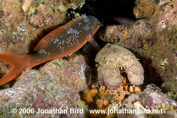 Galapagos Slipper Lobster [--]