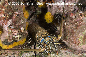 Spiny Lobster [--]