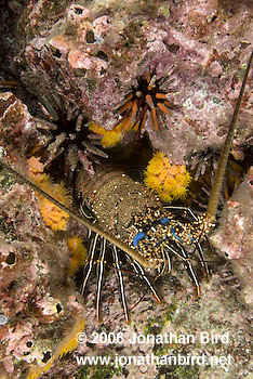 Spiny Lobster [--]