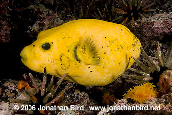 Guineafowl Puffer Fish [Arothron meleagris]