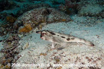 Red Lip Batfish [Ogcocephalus darwini]