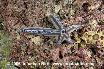  Sea star [--]