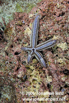  Sea star [--]