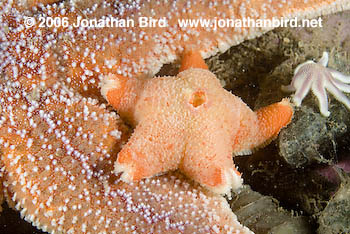 Winged Sea star [Pteraster militaris]