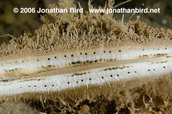 Iceland Scallop [Chlamys islandicus]