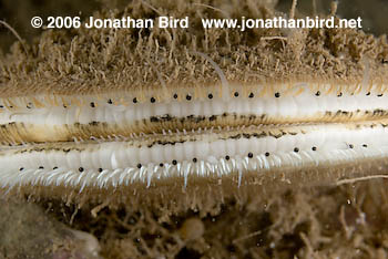 Iceland Scallop [Chlamys islandicus]