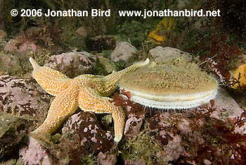 Iceland Scallop [Chlamys islandicus]