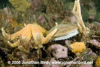 Iceland Scallop [Chlamys islandicus]