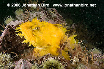 Sea Raven Fish [Hemitripterus americanus]