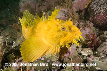 Sea Raven Fish [Hemitripterus americanus]