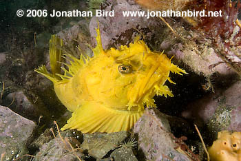 Sea Raven Fish [Hemitripterus americanus]