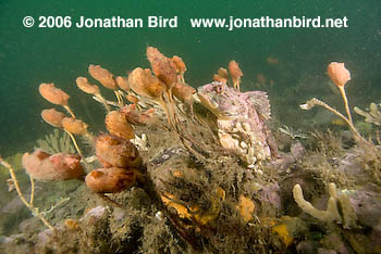 Short horn sculpin Fish [Myoxocephalus scorpius]