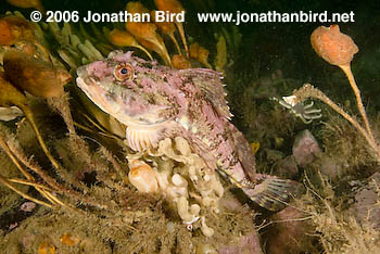 Short horn sculpin Fish [Myoxocephalus scorpius]