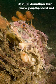 Short horn sculpin Fish [Myoxocephalus scorpius]