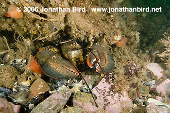 Northern Lobster [Homarus americanus]