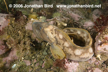 Ocean Pout Fish [Macrozoarces americanus]