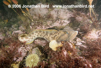 Ocean Pout Fish [Macrozoarces americanus]