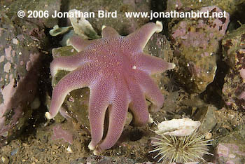 Smooth Sun star [Solaster endeca]