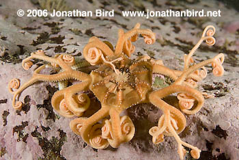 Northern Basket Sea star [Gorgonocephalus arcticus]
