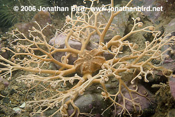 Northern Basket Sea star [Gorgonocephalus arcticus]