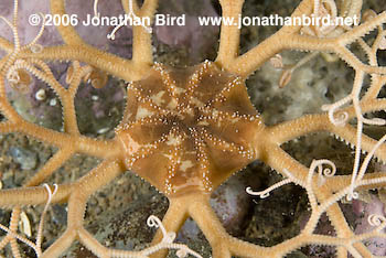 Northern Basket Sea star [Gorgonocephalus arcticus]