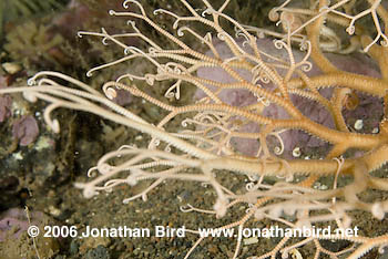 Northern Basket Sea star [Gorgonocephalus arcticus]