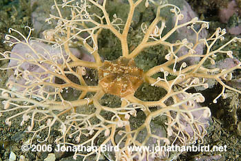 Northern Basket Sea star [Gorgonocephalus arcticus]