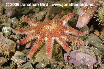 Spiny Sun star [rossaster papposus]