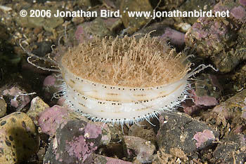 Iceland Scallop [Chlamys islandicus]